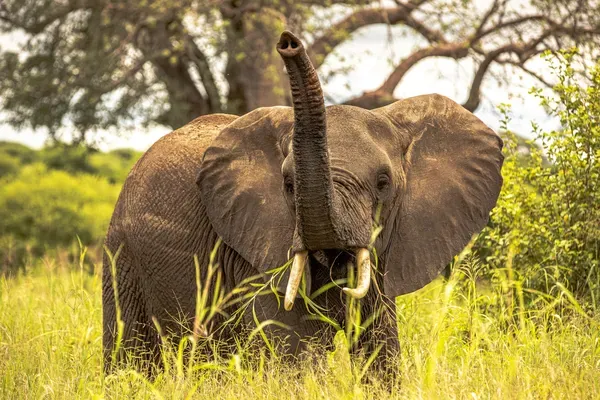 5 Days Tanzania Safari