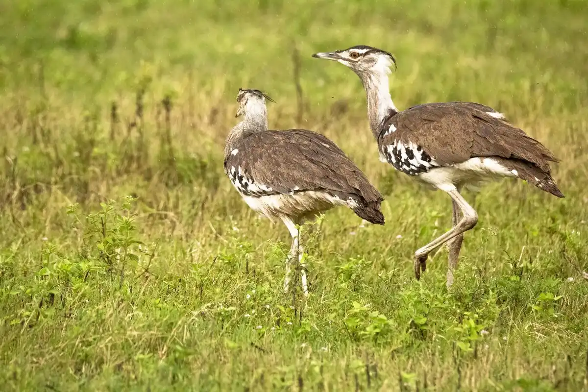 Kori Bustard in Tanzania