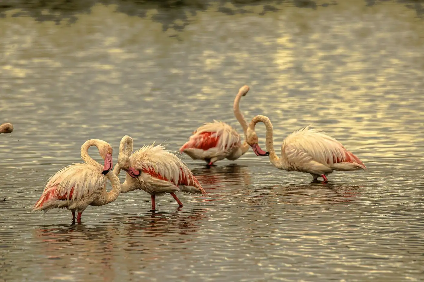 Lesser & Greater Flamingos in Tanzania
