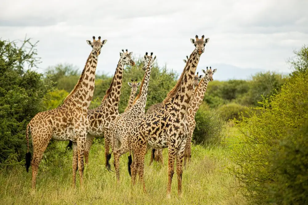 Maasai Giraffe in Tanzania