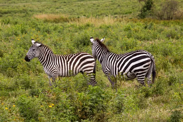 Great Migration Plains Herd