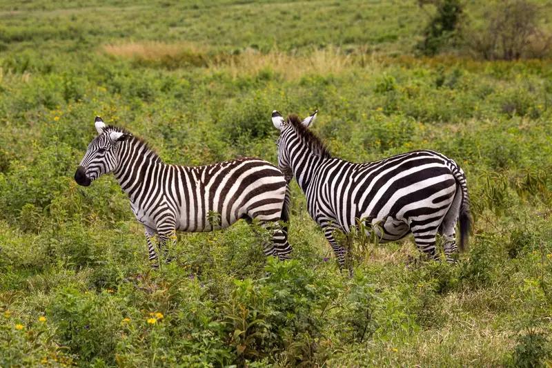 Plains Zebra in Tanzania