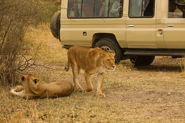 Central Serengeti Lion Pride