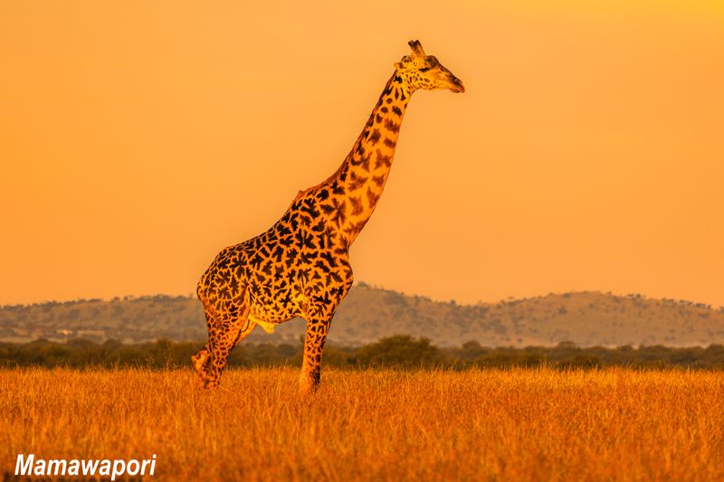 Endless golden plains of the Serengeti during an African sunset