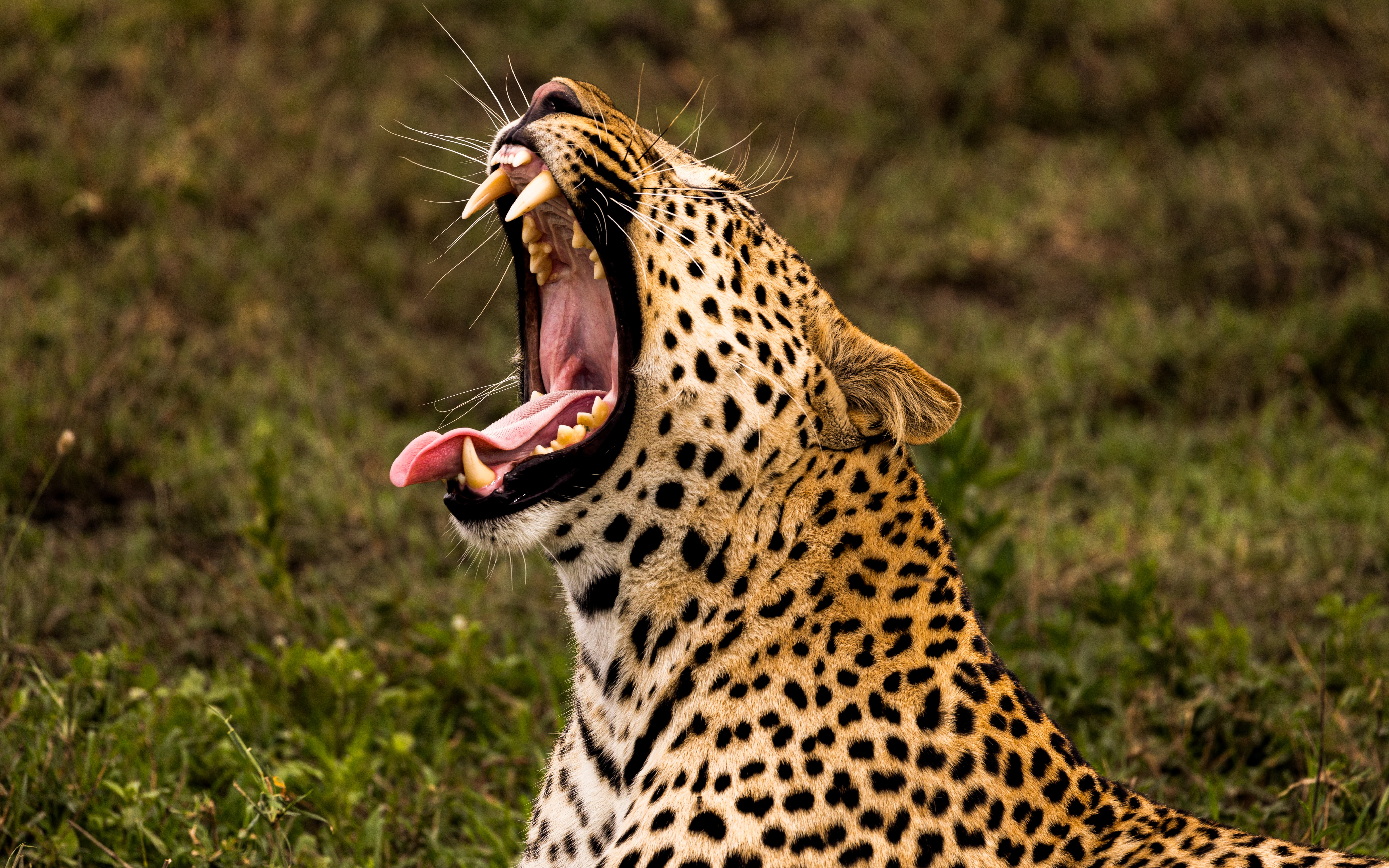 Majestic African leopard resting in the Serengeti wilderness — Nata Travel Ethos & Guiding Principle